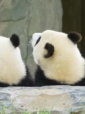 Bild Nr. 2 von Chengdu: Giant Panda Breeding Research Base Ticket Aktivität in Chengdu, hochgeladen vom Anbieter