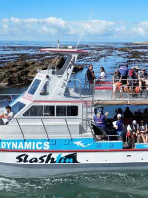image n.2 of Cape Town: Gansbaai Eco-Friendly Shark Cage Diving Cruise activity in Cape Town, uploaded by supplier