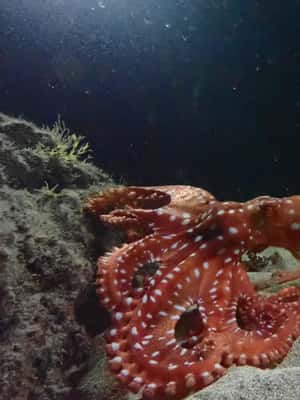 image n.2 of Night Snorkeling: An unforgettable experience! activity in Madeira, uploaded by supplier