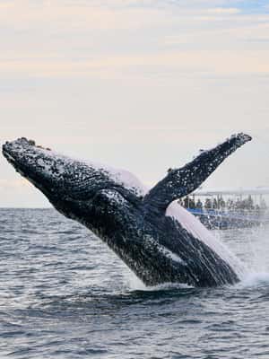 image n.2 of Gold Coast Whale Experience activity in Gold Coast, uploaded by supplier