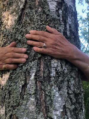 Forest Bathing in Stockholm nature with certified guide