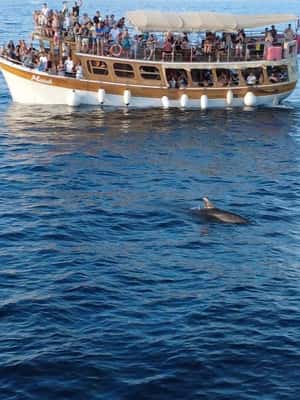 Bild Nr. 2 von Novigrad: Bootstour zur Delfinbeobachtung bei Sonnenuntergang mit Matek Aktivität in Novigrad, hochgeladen vom Anbieter