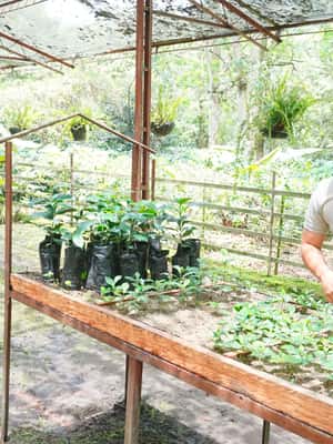 image n.2 of From Bogotá: Coffee Farm and Tequendama Falls Tour activity in Cundinamarca, uploaded by supplier