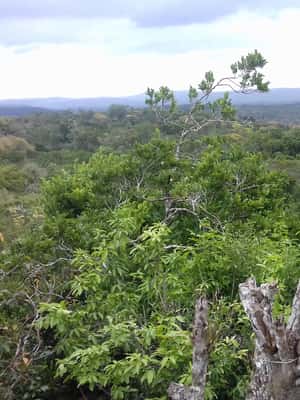 image n.2 of From Flores: Yaxha Ruins Guided Tour activity in Flores, Guatemala, uploaded by supplier