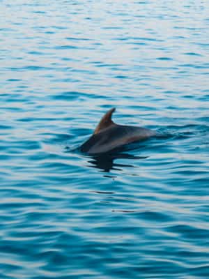 Immagine nº 2 di Pola: Crociera con delfini al tramonto di Brioni con cena e bevande attività a Pola, caricata dal fornitore