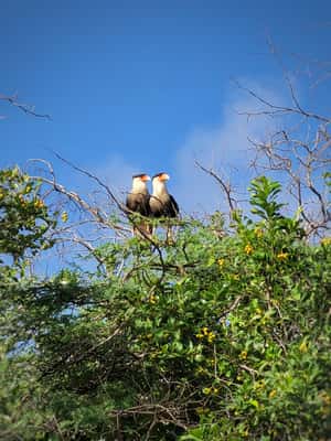 kuva n.2/Bonaire: Yksityinen Washington Slagbaai -puistokierros, lounas sisältyy hintaan aktiviteetista Bonaire, jonka toimittaja on ladannut