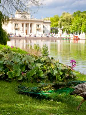 Immagine nº 2 di Tour privato del Parco e del Palazzo Łazienki a Varsavia con biglietti inclusi attività a Varsavia, caricata dal fornitore