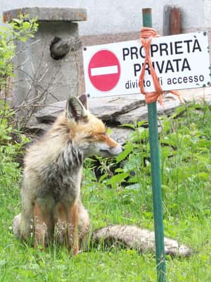 image n.2 of OUR FANTASTIC NATIONAL PARK! activity in Aosta Valley, uploaded by supplier