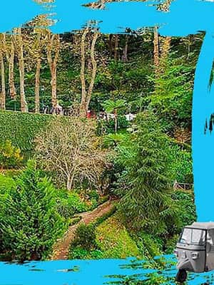 image n.2 of Madeira: Monte Toboggan + Old Town Tuk-Tuk Tour by MadTuk activity in Funchal, uploaded by supplier