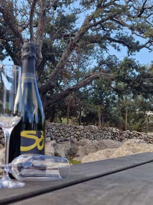 Εικόνα 2 από Μαγιόρκα: Formentor - ΓΕΡΜΑΝΙΚΑ δραστηριότητα σε Πολένκα, ανέβηκε από πάροχο