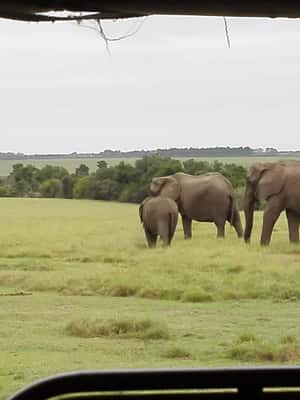 image n.2 of Plettenberg Bay Game Reserve: 2-Hour Game Drive activity in Western Cape, uploaded by supplier