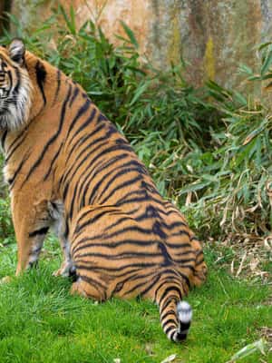 afbeelding n.2 van Dierentuin Praag: Voorrangsticket voorrangstoegang activiteit in Praag, geüpload door aanbieder
