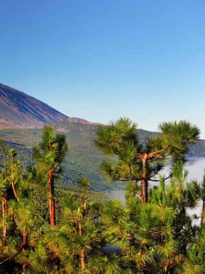 Tenerife: Combo Jet Ski & Quad Experience