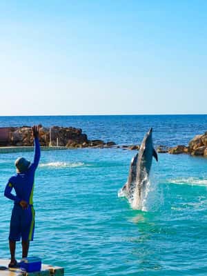 imagem n.2 de Montego Bay: Viagem de um dia à Dolphin Cove Ocho Rios com transferes atividade em Ocho Rios, carregada pelo fornecedor
