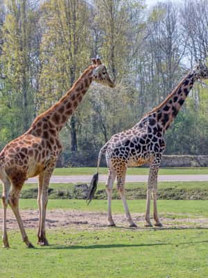 bild nr.2 av Från Paris: Safari i Thoiry Park och rundtur i slottet aktivitet i Montfort-l'Amaury, uppladdad av arrangören