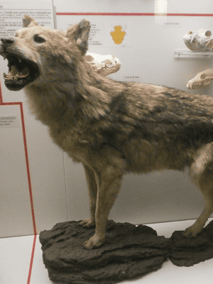 image n.2 of Milan: Natural History Museum Entry Ticket & Audio Guide activity in Milan, uploaded by supplier