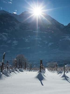 image n.2 of Aosta Valley: Visit and wine tasting at the Grosjean winery activity in Aosta Valley, uploaded by supplier