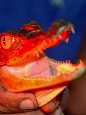 imagen n.º 2 de Manaos: Tour de 2, 3 o 4 días por la selva amazónica en el Anaconda Lodge actividad en Manaos, subida por el proveedor