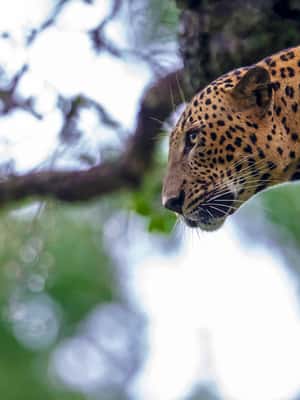 image n.2 of Hikkaduwa: Yala & Udawalawe Safari Day Trip with Picnic activity in Hambantota, uploaded by supplier