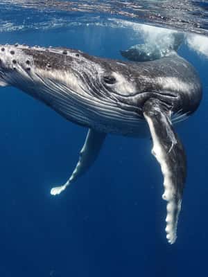 image n.2 of Tahiti island: Whale watching Experience activity in Puna'auia, uploaded by supplier