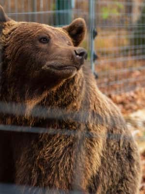 image n.2 of Legends&Wildlife Awaits: Dracula's Castle & Bear Sanctuary activity in Brasov, uploaded by supplier