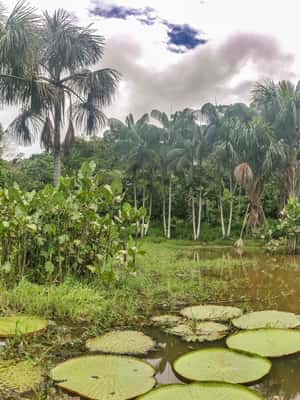 image n.2 of Puerto Nariño: Three days Amazon Jungle and Lakes tour activity in Huanuco Region, uploaded by supplier