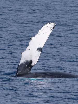 image n.2 of Big Island: Kona Super Raft Whale Watch activity in Kailua-Kona, uploaded by supplier