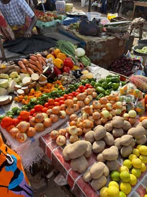 image n.2 of Gambian Village / Tanji Fish Market / Snake Farm activity in Banjul, uploaded by supplier