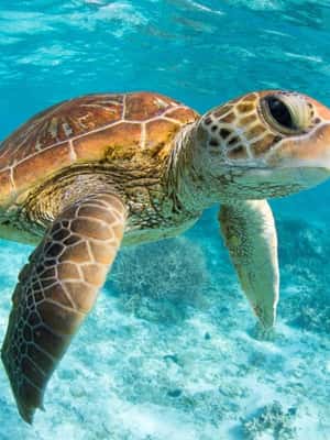 afbeelding n.2 van Van Riviera Maya: Tulum, Cenote & Akumal Schildpaddenzwemtocht activiteit in Mérida, geüpload door aanbieder