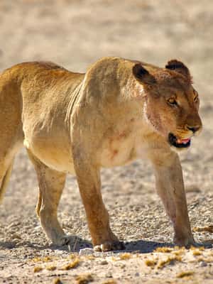 afbeelding n.2 van 4 dagen Etosha National Park en Swakopmund Lodging activiteit in Kunene-regio, geüpload door aanbieder