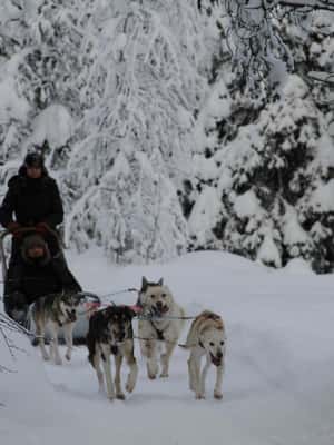 billede nr.2 af aktiviteten Levi: Husky-safari med guide i Sirkka, uploadet af udbyder