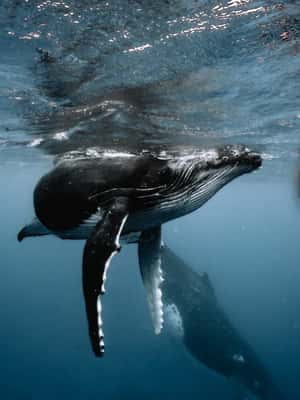 image n.2 of Moorea 4H Shared Boat Tour whales watching and Snorkeling activity in Windward Islands, French Polynesia, uploaded by supplier