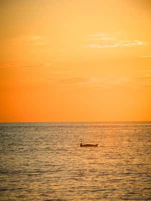 Bild Nr. 2 von Fazana: Delphin/Sonnenuntergang Tour Aktivität in Pula, Kroatien, hochgeladen vom Anbieter