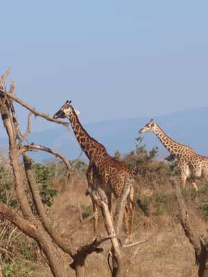 slika br. 2 iz kolekcije 3 dana Tsavo East & Tsavo West Safari iz Dianija/Mombase aktivnosti u mjestu Obalna provincija, prenio opskrbni partner