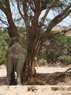 image n.2 of Elephant Adventure with Herson - a native of Damaraland activity in Kunene Region, uploaded by supplier