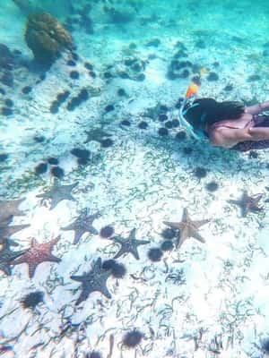 image n.2 of Zanzibar: Blue lagoon, Starfish, Paje Beach and Maalum Cave activity in Pingwe, uploaded by supplier