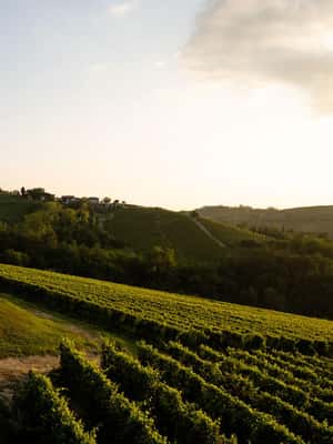 billede nr.2 af aktiviteten Monforte d'Alba: Barolo-smagning, vingårds- og kælderbesøg i Monforte d'Alba, uploadet af udbyder