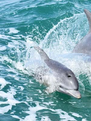 image n.2 of Mandurah: Dolphin and Views Cruise with Optional Lunch activity in Mandurah, uploaded by supplier