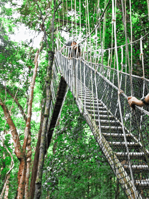 image n.2 of Kuala Lumpur: Taman Negara National Park Teras Waterfall activity in Kuala Lumpur, uploaded by supplier