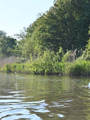 imagen n.º 2 de Biesbosch Alquiler de tablas de SUP actividad en Dordrecht, subida por el proveedor