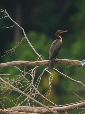 image n.2 of Sandoval Lake & Parrot Clay lick 3 Days/2 Nights activity in Puerto Maldonado, uploaded by supplier