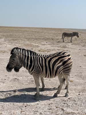 afbeelding n.2 van Vanuit Windhoek: 3-daagse Etosha met verblijf in een lodge activiteit in Okaukuejo, geüpload door aanbieder