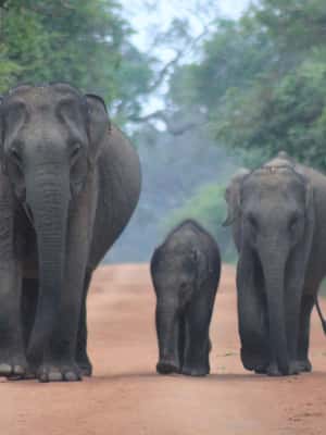 afbeelding n.2 van Van: Ella - YALA Safari - Afzetten: Arugam Bay / Arugambay activiteit in Hambantota, geüpload door aanbieder