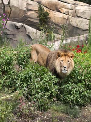 bild nr.2 av Amsterdam: ARTIS Royal Zoo inträdesbiljett aktivitet i Amsterdam, uppladdad av arrangören