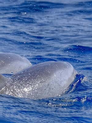 image n.2 of From Morro Jable: Dolphin and Whale Watching and Snorkelling activity in Costa Calma, uploaded by supplier
