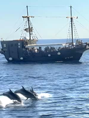 bild nr.2 av Vrsar: Båtresa med delfinskådning aktivitet i Vrsar, uppladdad av arrangören
