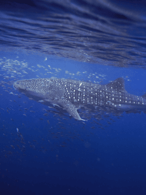 image n.2 of AMAZING SUMBAWA WHALE SHARK TOUR activity in West Nusa Tenggara, uploaded by supplier