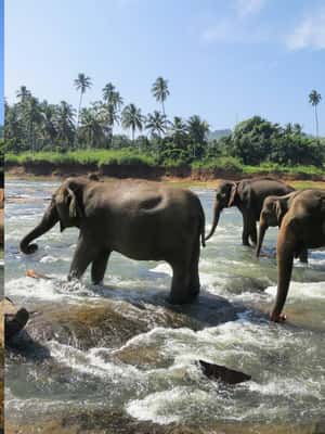 Image N°2 de Au départ de Colombo : visite des sites incontournables de Kandy et de l'orphelinat des éléphants activité à Province de Sabaragamuwa, publiée par le prestataire