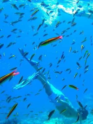 image n.2 of From La Paz: Whale Sharks, Sea Lions & Balandra Beach Combo activity in Baja California Sur, uploaded by supplier