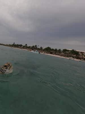 afbeelding n.2 van Akumal: Snorkelen met zeeschildpadden en koralen activiteit in Akumal, geüpload door aanbieder